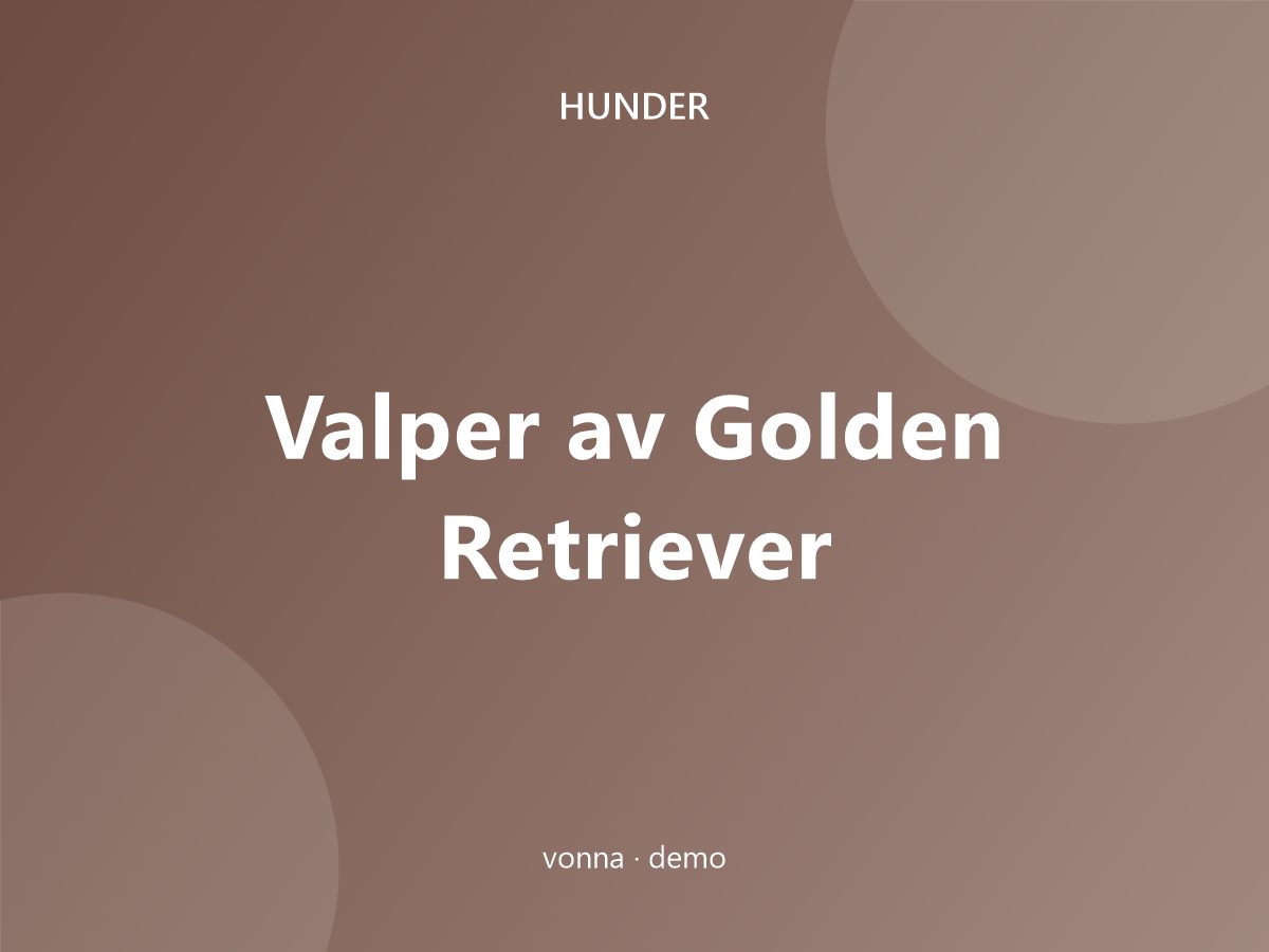 Valper av Golden Retriever